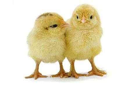 Adopt a Vegan or Vegetarian Diet Baby Chicks