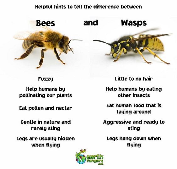 Adopt a Vegan or Vegetarian Diet Bees and Wasps
