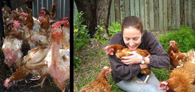 Adopt a Vegan or Vegetarian Diet Cuddly Battery Hens