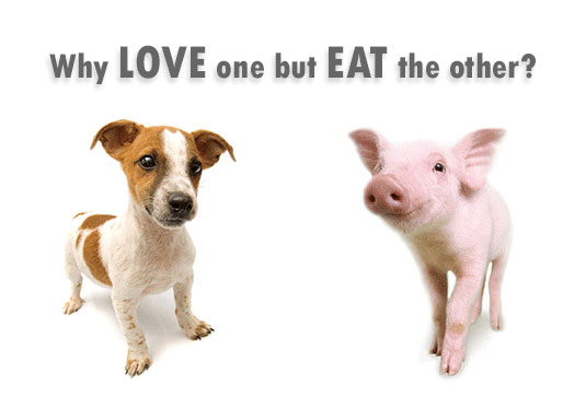Adopt a Vegan or Vegetarian Diet Why Love One?