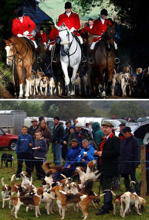 Fox Hunting on Horses and on Foot