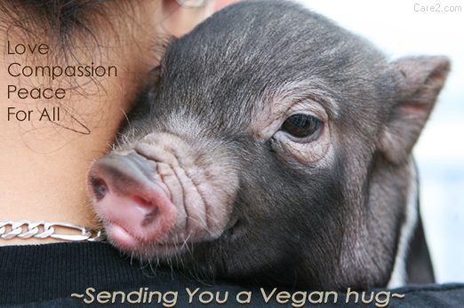 Best Way to Raise Vegan Animal Rights Awareness Vegan Support