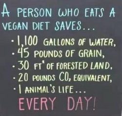 Best Way to Raise Vegan Animal Rights Awareness Veganism Benefits