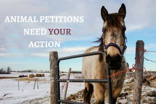 Off and Online Petitions and Campaigns Animal Petitions Need Your Action