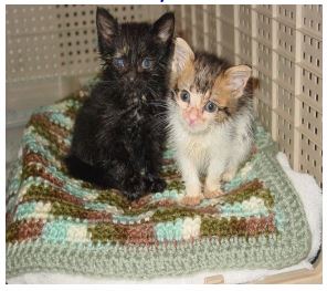 Homeless Animal Rescue Shelter Kittens