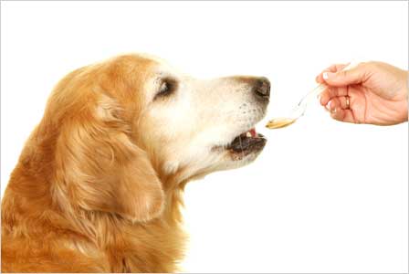 Declutter Your Home and Help Animals Animal Medicine Pills