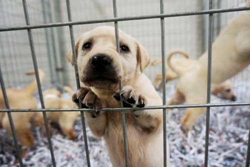 Shredded Paper Used For Puppy Enclosures
