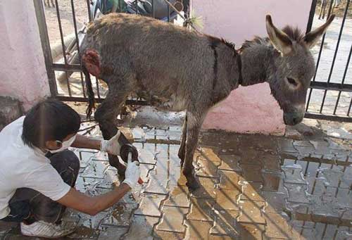 Declutter Your Home and Help Animals Working Donkey Being Treated