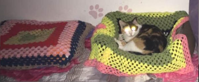 Donate Knitted Blankets To Saving Romanian Strays Charity