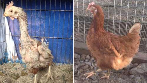 Ex-Battery Hens Without Feathers Wear Sweaters To Keep Warm