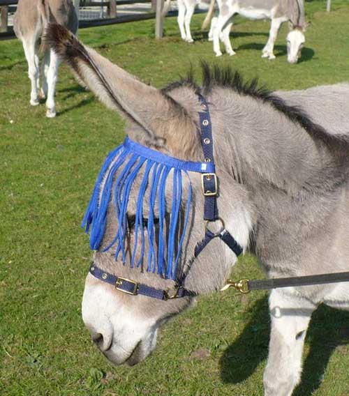 Knitting Ideas to Help Animals Fly Masks Made By Volunteers of The Asswin Project