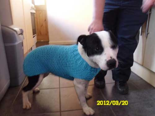 Jumper Knitted For Rescue Dogs