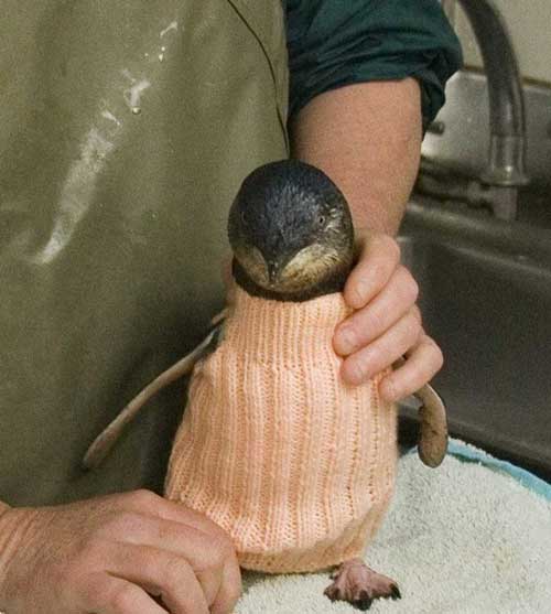 Jumper To Keep Oil Covered Penguins Warm