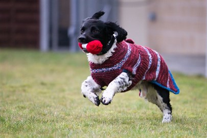 Knit Colourful Coats To Make Them More Appealing