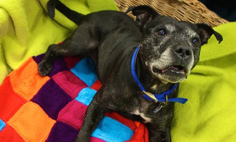 Marcel The Rescue Dog With His Knitted Comfort Blanket