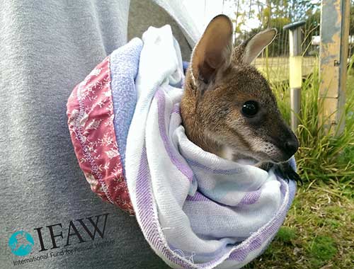 Kanga Pouch Being Used By IFAW Carer