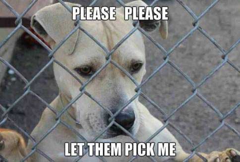 Adopting A Shelter Dog Homeless Pets Dogs Please Let Them Pick Me
