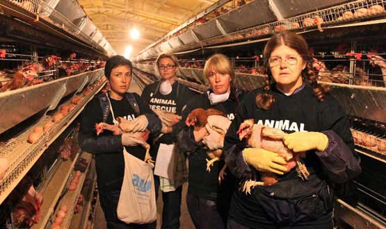 Animal Rights Groups Direct Action Animal Liberation Victoria Open Rescue