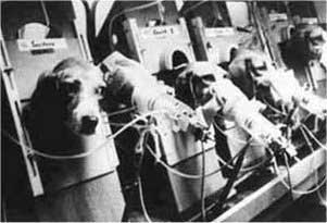 Animal Rights Groups Direct Action Lab Beagles Purposely Given Cancer