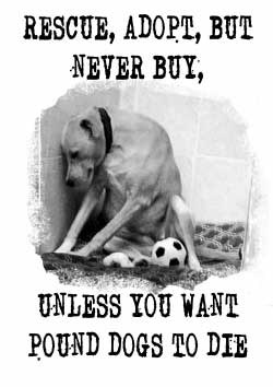 Rescue Adopt But Never Buy Poster