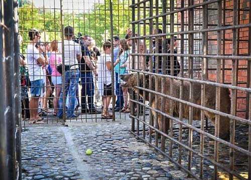 Animal Tourism Cruel To Animals Caged Bears in Russia