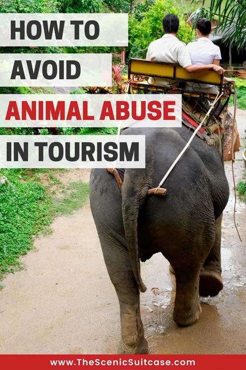 Animal Tourism Cruel To Animals How To Avoid Animal Abuse In Tourism