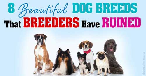 Bad Breeder The Health Of Many Dog Breeds Has Been Ruined