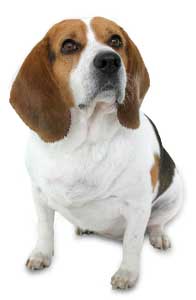 Charity Donations Animal Torture Beagles Are Often Used For Testing