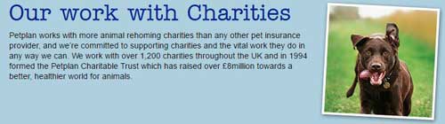 Charity Pet Insurers That Give Back Insurers Work With Other Animal Charities