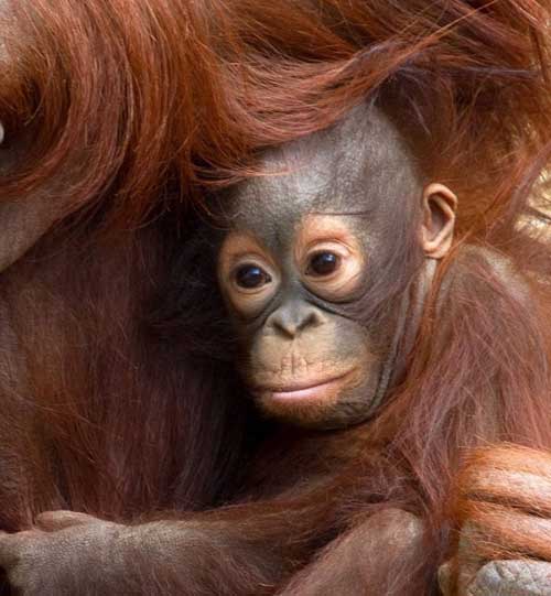 Ethical Shopping Baby Orangutan Clings on to its Mother