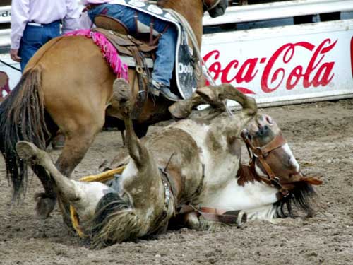 Corporate Sponsors of Animal Cruelty