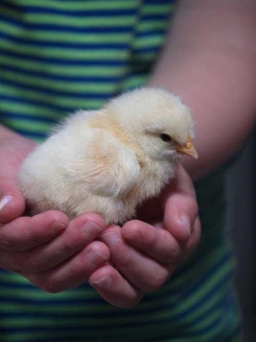 Male Chicks Disposed By The Egg Industry