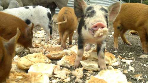 Tower Hill Stables Piglets