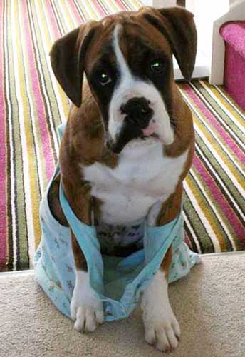 Mariannes Beloved Boxer Puppy Parker