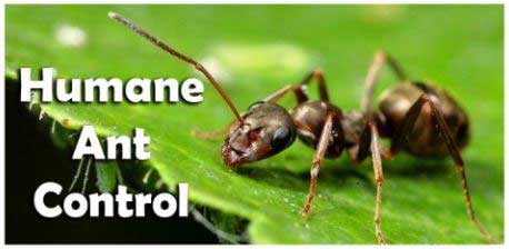 Prevent Suffering By Using Humane Pest Control