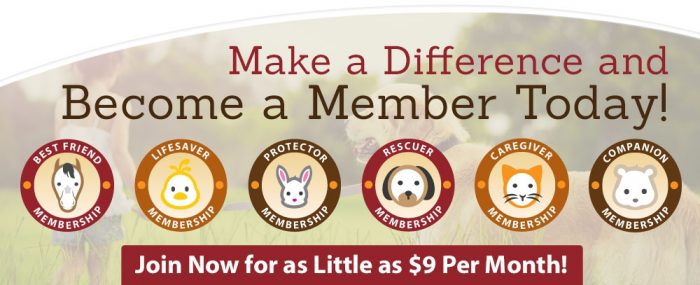 Volunteer With Animals Animal Charity Appealing for Members