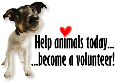 Volunteer With Animals Help Animals Today