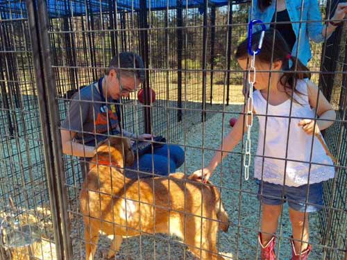 Volunteer With Animals People Meeting Rescue Shelter Dog