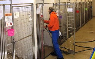 Volunteer With Animals Rescue Shelter Being Cleaned