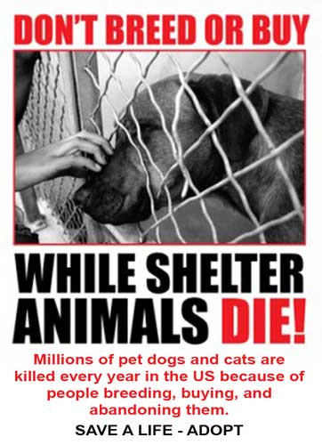 Reach Out To Those Who Do Not Know Don't Breed Or Buy While Animals Are In Shelters
