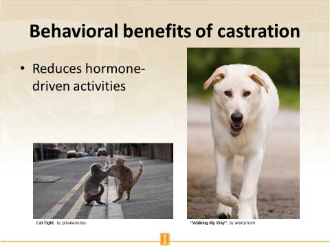 Neutered And Spayed Behavioural Benefits Of Castration