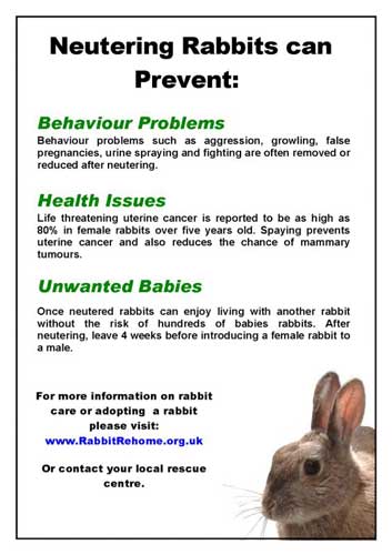 Neutered And Spayed Benefits Of Neutering Rabbits