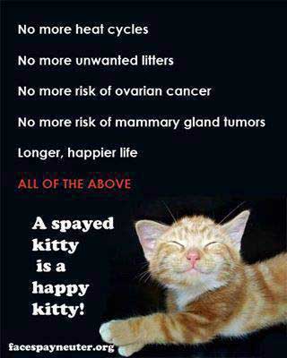 Neutered And Spayed Health Benefits From Spaying Cats