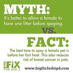 Neutered And Spayed Myth Vs Fact