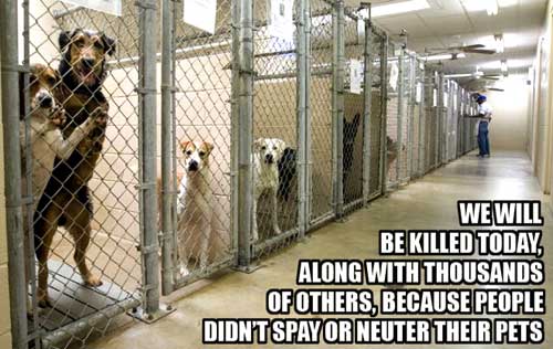 Neutered And Spayed Powerful Reasons For Neutering And Spaying Pets