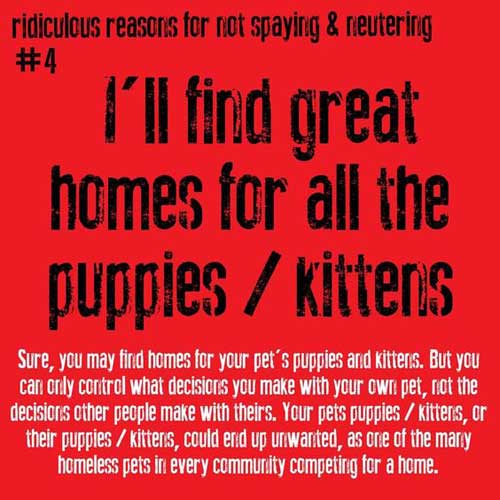 Neutered And Spayed Ridiculous Reasons For Not Spaying And Neutering