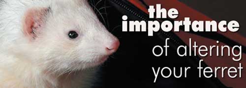 Spaying Ferrets