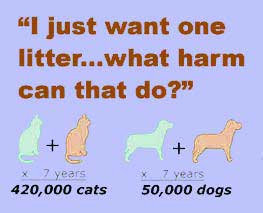 The Harm A Litter Can Do