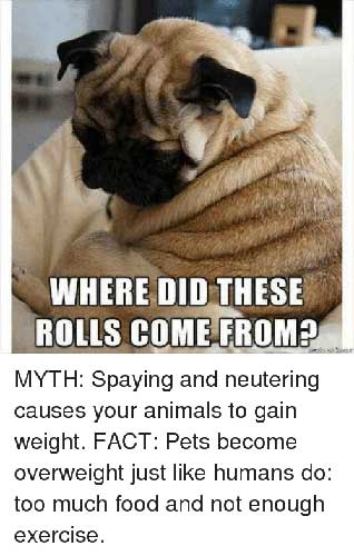 Where Did These Rolls Come From Myths