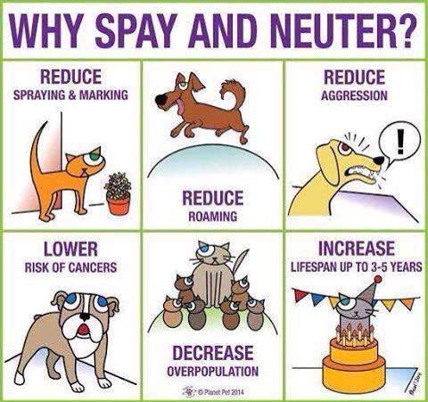 Why Spay And Neuter ?